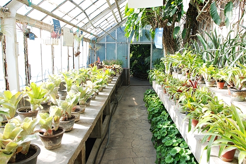 养植物室